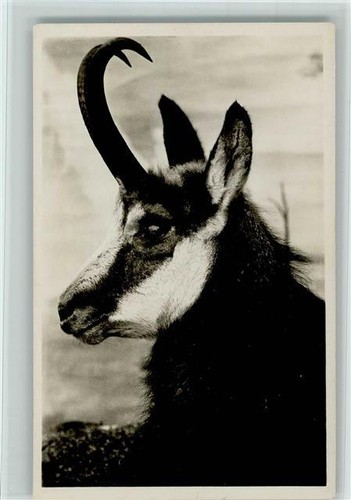 10533482 editore carte - -,