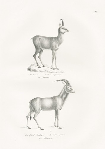 Camoscio camoscio antilope