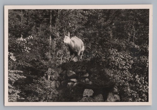 Gams wimmbachklamm 1958 - wimmbachklamm,