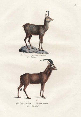 Camoscio camoscio antilope