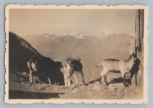 Giovani camosci montagna - camosci,