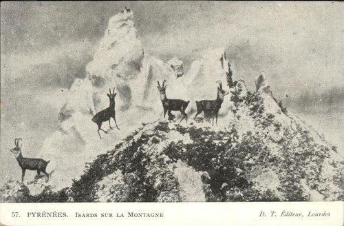 Lourdes hautes pirenei camosci - hautes,