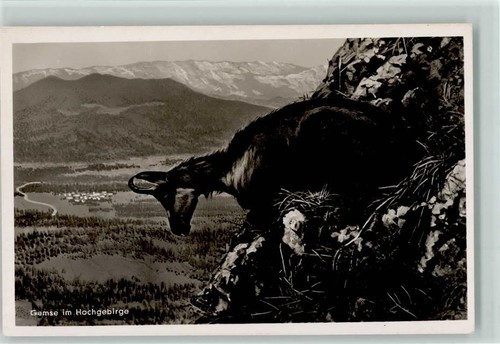 Gemse alta montagna foto - gemse,
