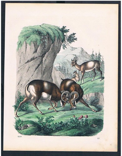 1859 gemse camoscio - 1859,